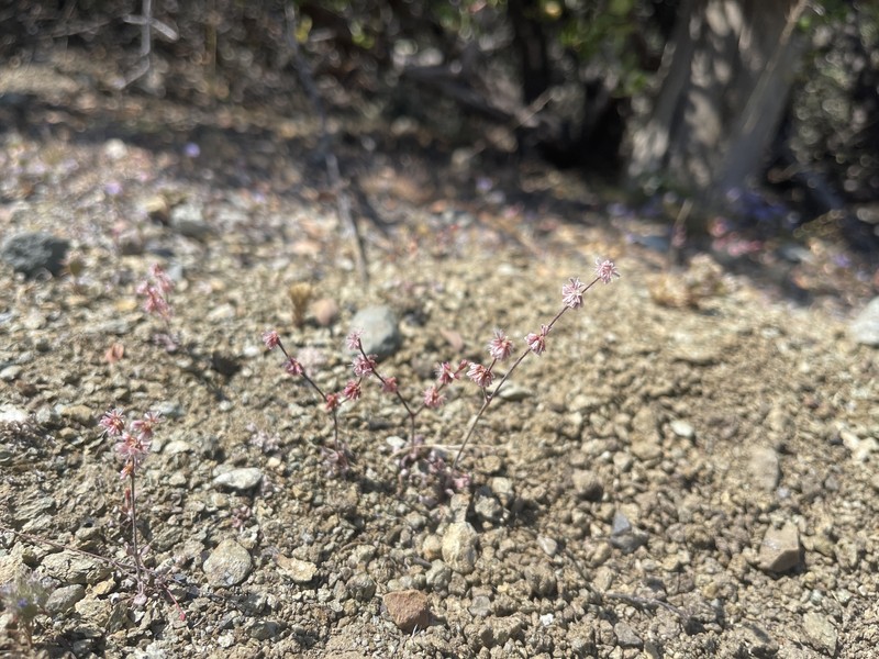Eriogonum luteolum var. luteolum photo 4