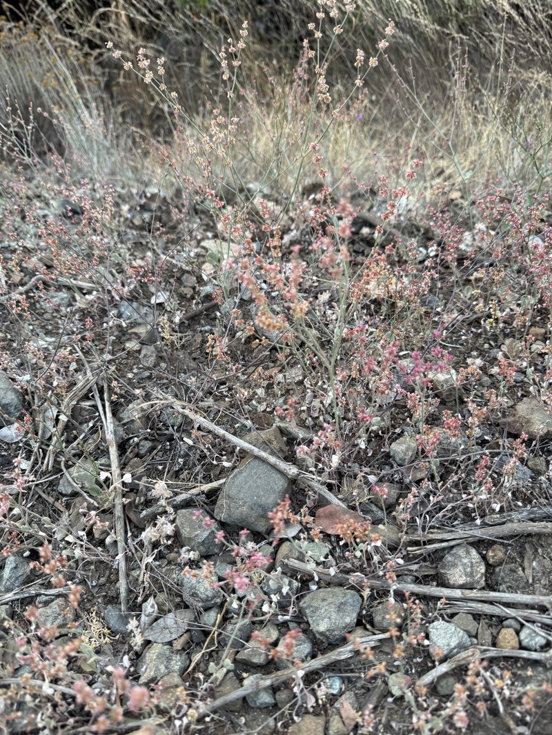 Eriogonum luteolum var. luteolum photo 5