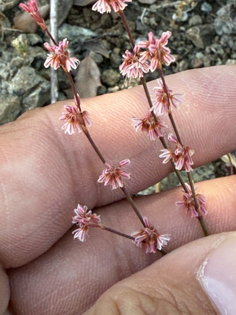 Eriogonum luteolum var. luteolum photo 6