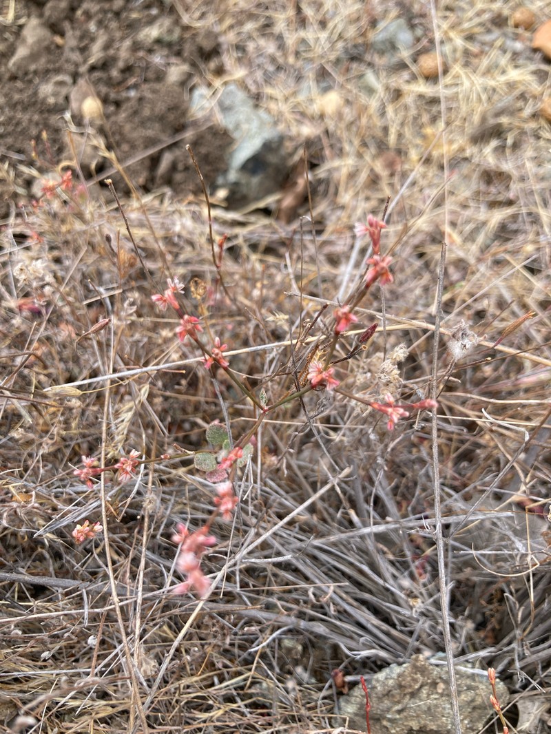 Eriogonum luteolum var. luteolum photo 7