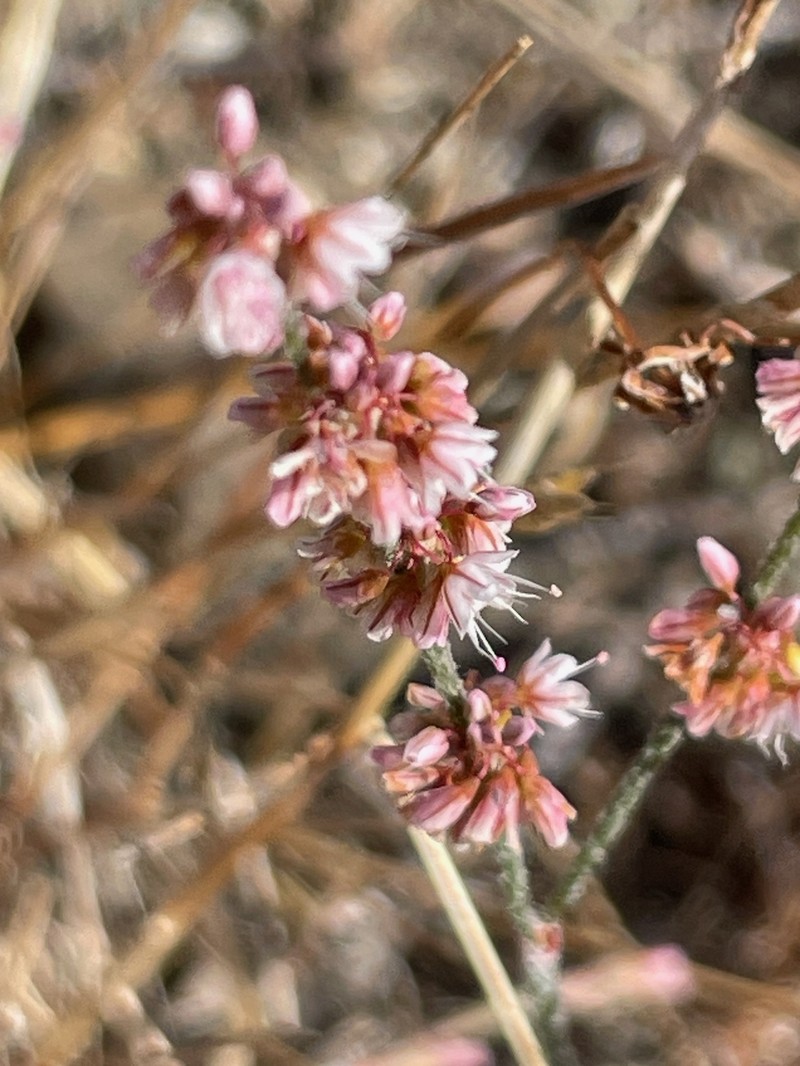 Eriogonum luteolum var. luteolum photo 8