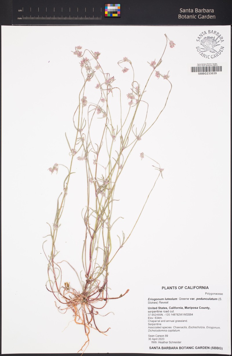 Eriogonum luteolum var. pedunculatum