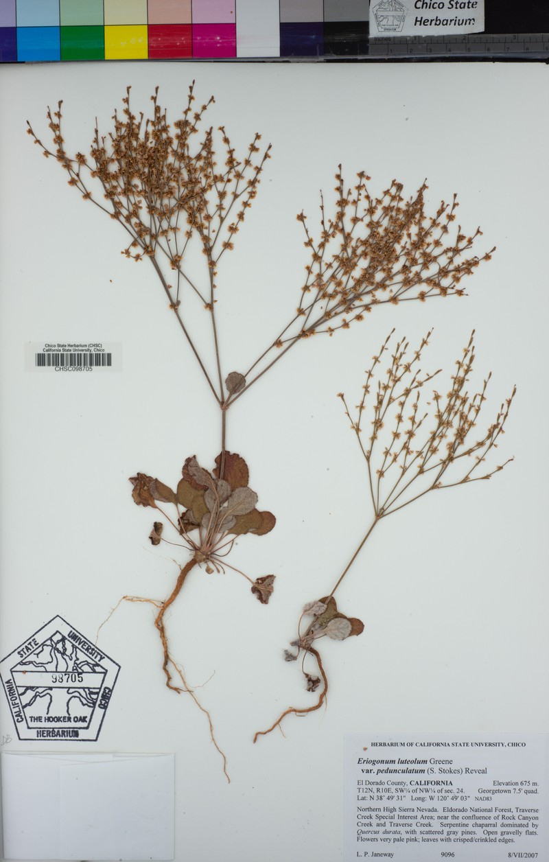 Eriogonum luteolum var. pedunculatum photo 2