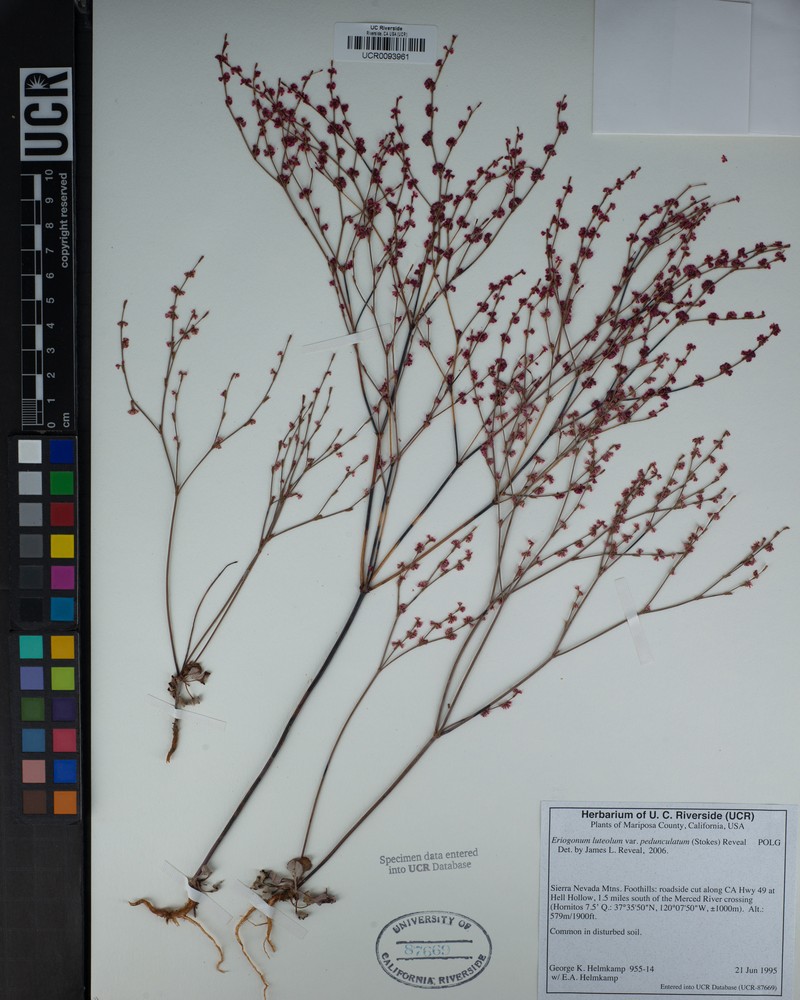 Eriogonum luteolum var. pedunculatum photo 3