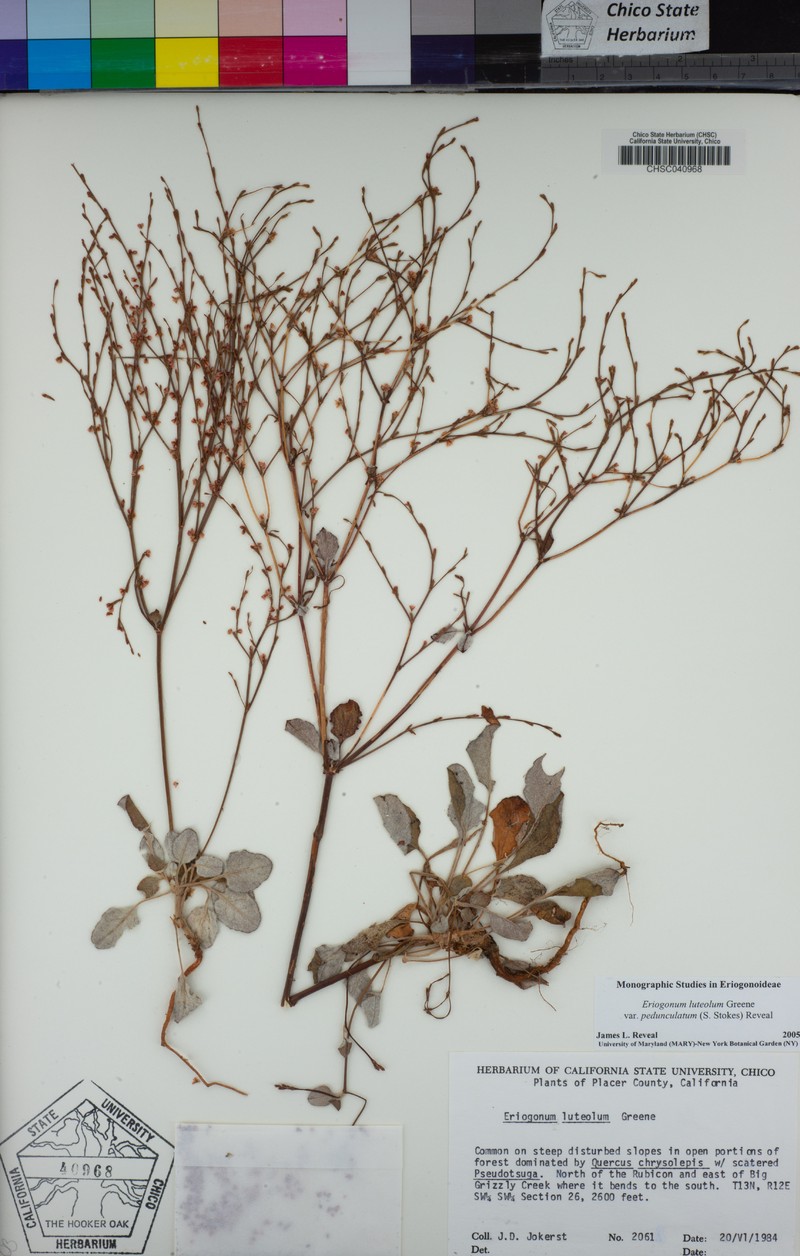 Eriogonum luteolum var. pedunculatum photo 4