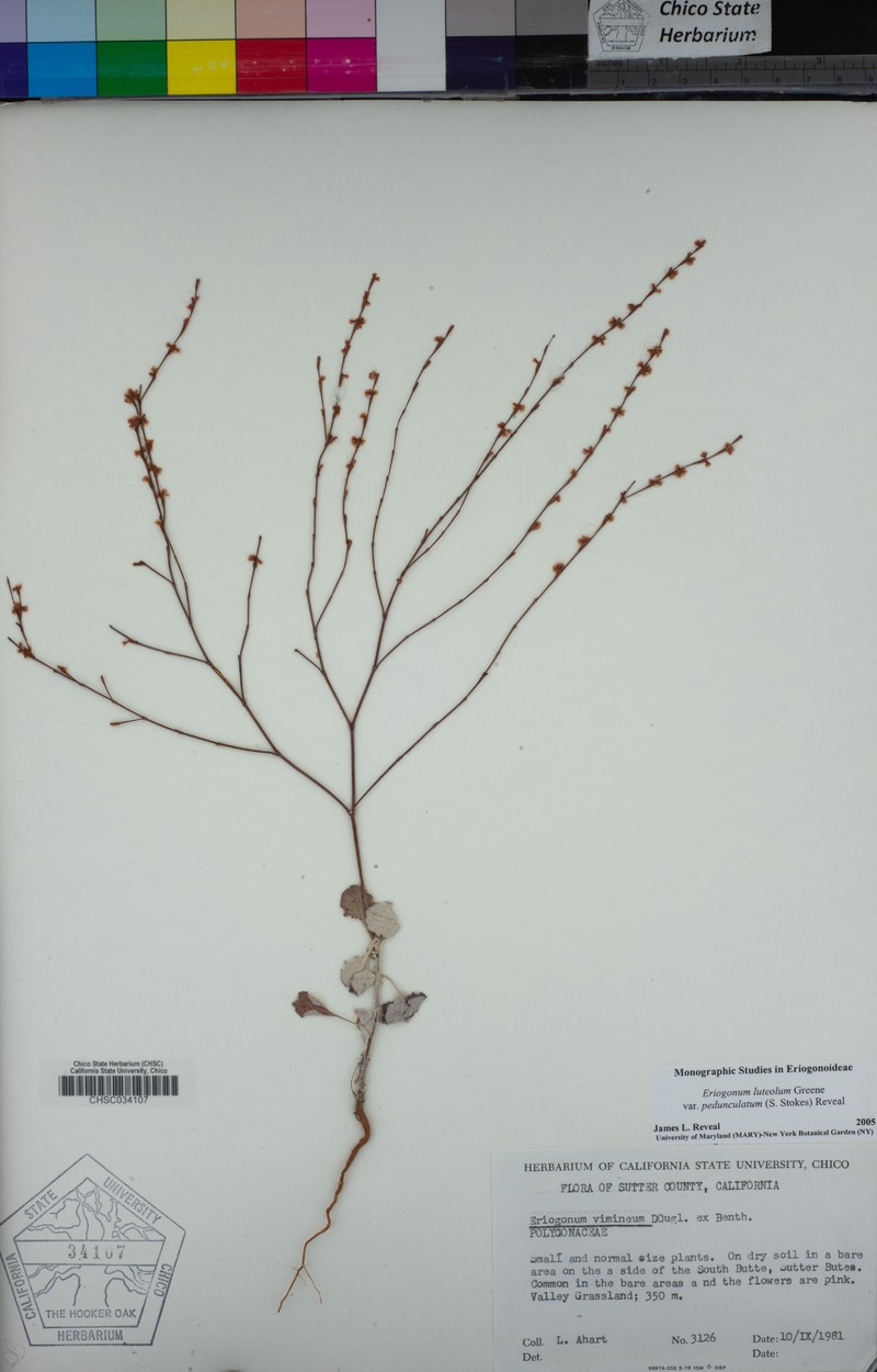 Eriogonum luteolum var. pedunculatum photo 5