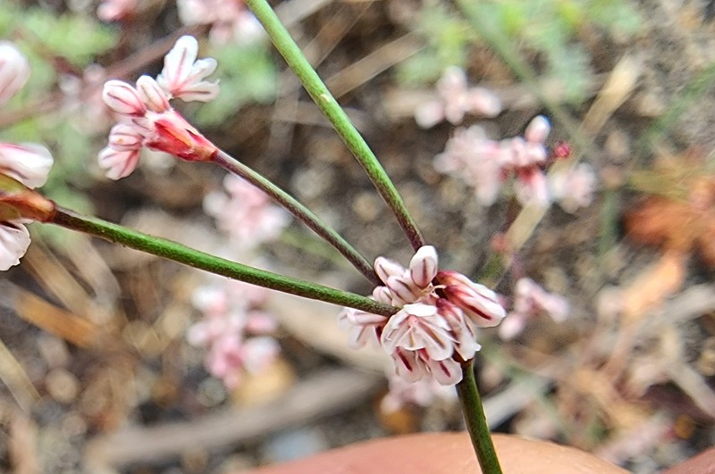 Eriogonum luteolum var. saltuarium
