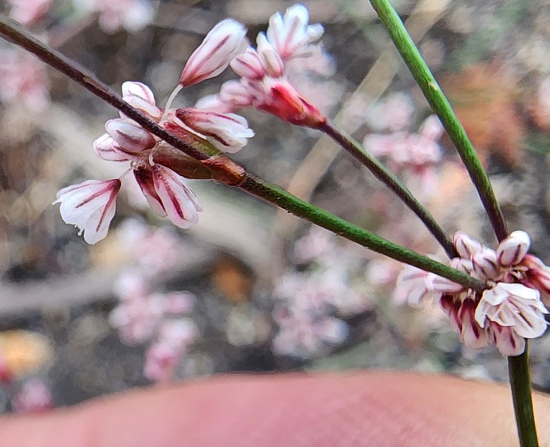 Eriogonum luteolum var. saltuarium photo 2