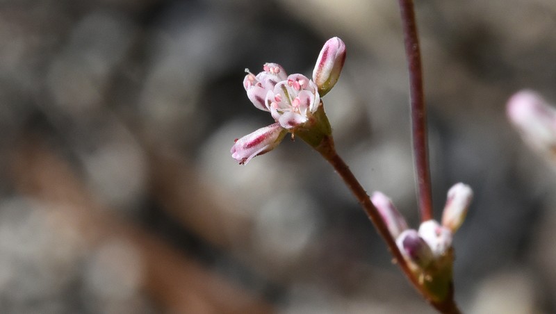 Eriogonum luteolum var. saltuarium photo 3