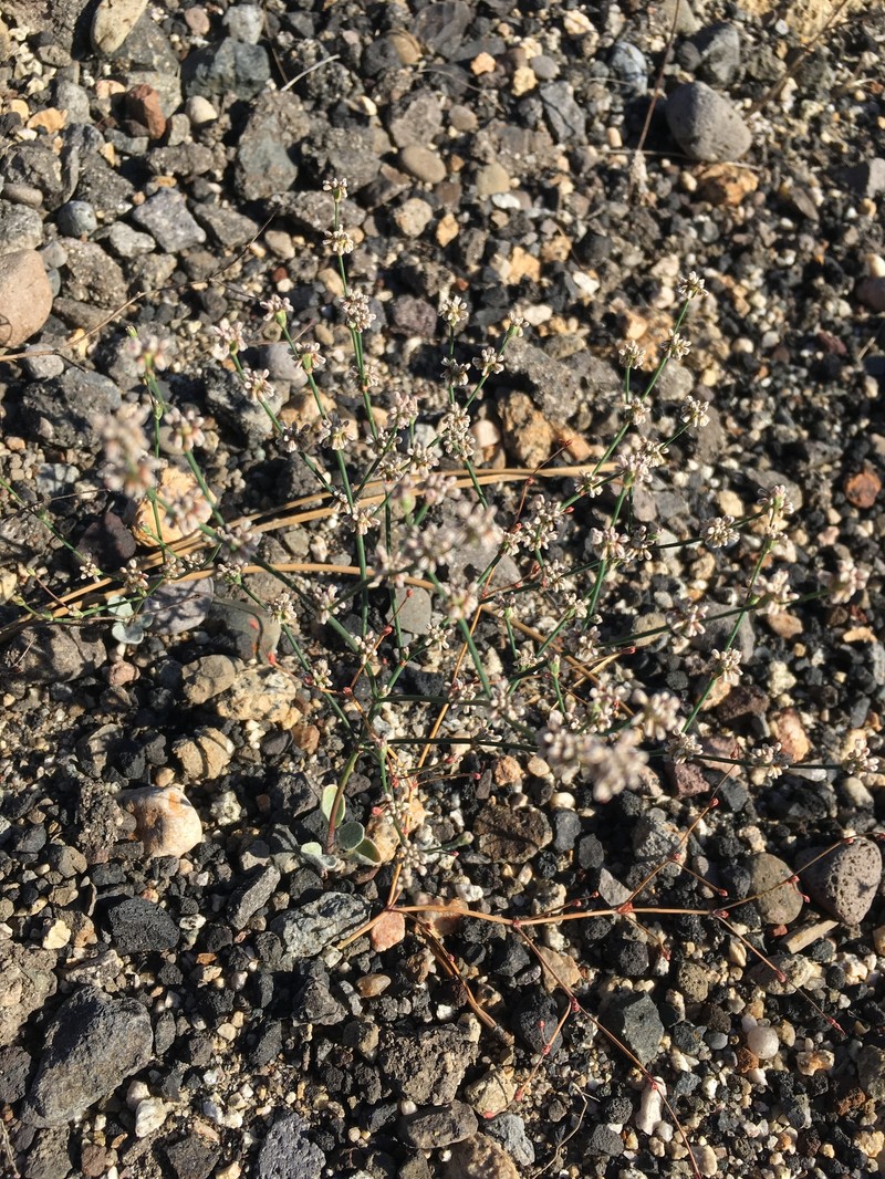 Eriogonum luteolum var. saltuarium photo 4