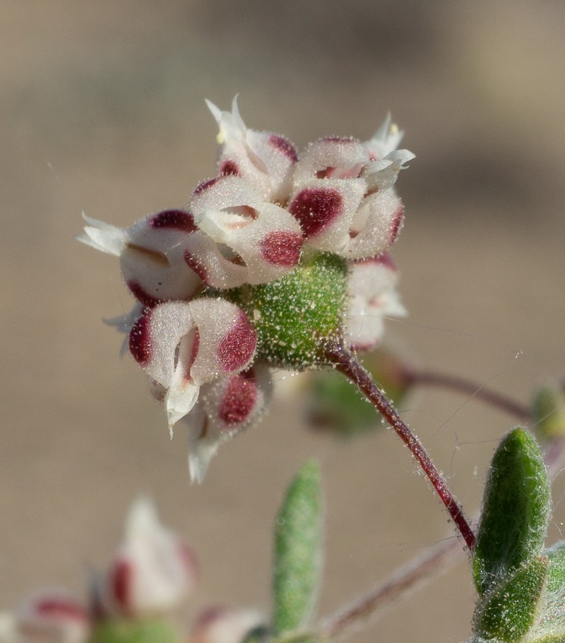Spotted Buckwheat