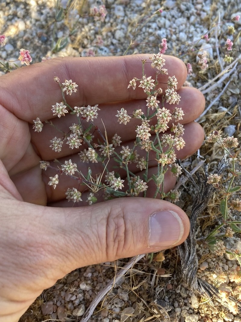 Spotted Buckwheat photo 3