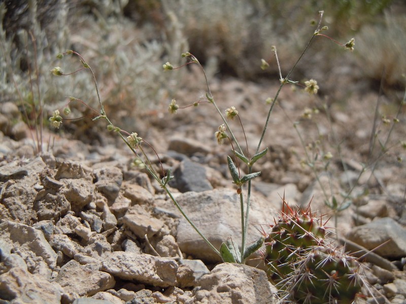 Spotted Buckwheat photo 4