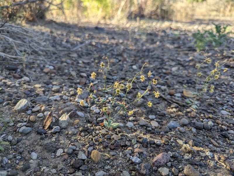 Spotted Buckwheat photo 5