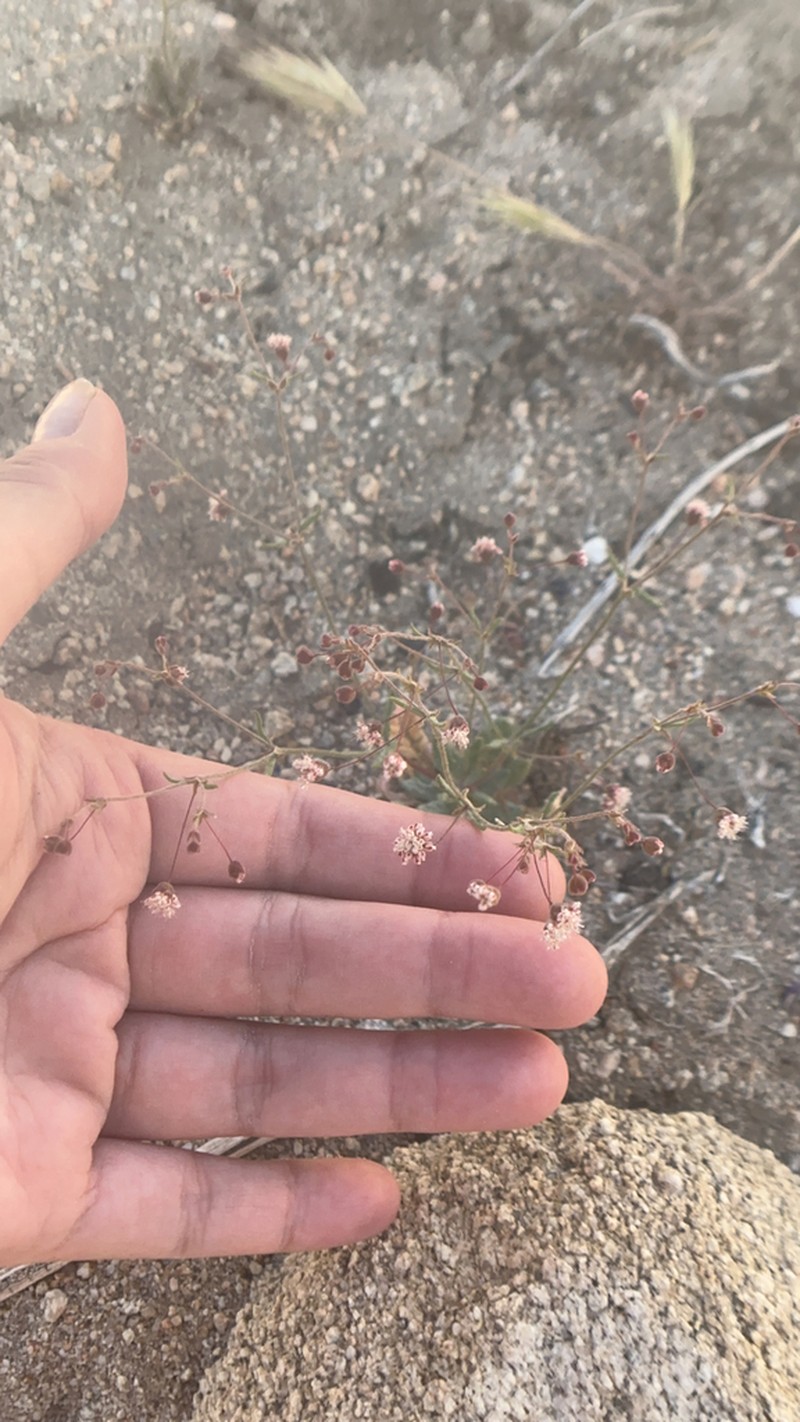 Spotted Buckwheat photo 6