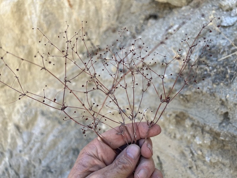 Spotted Buckwheat photo 7