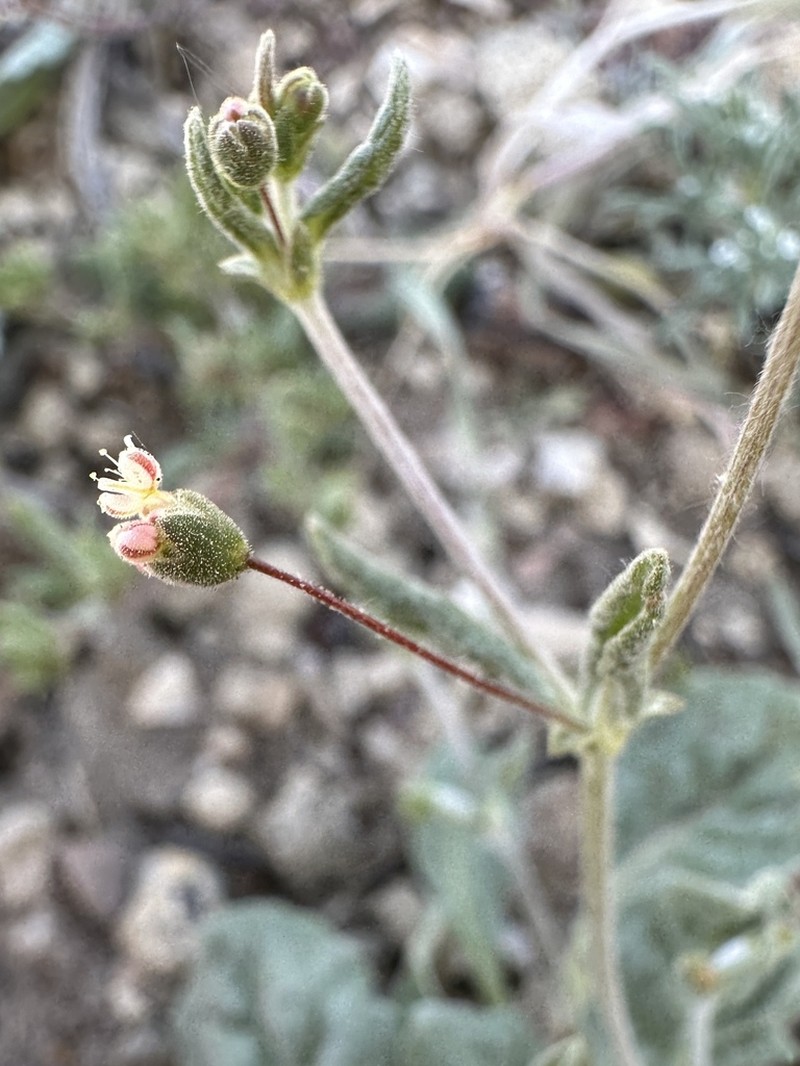Spotted Buckwheat photo 8