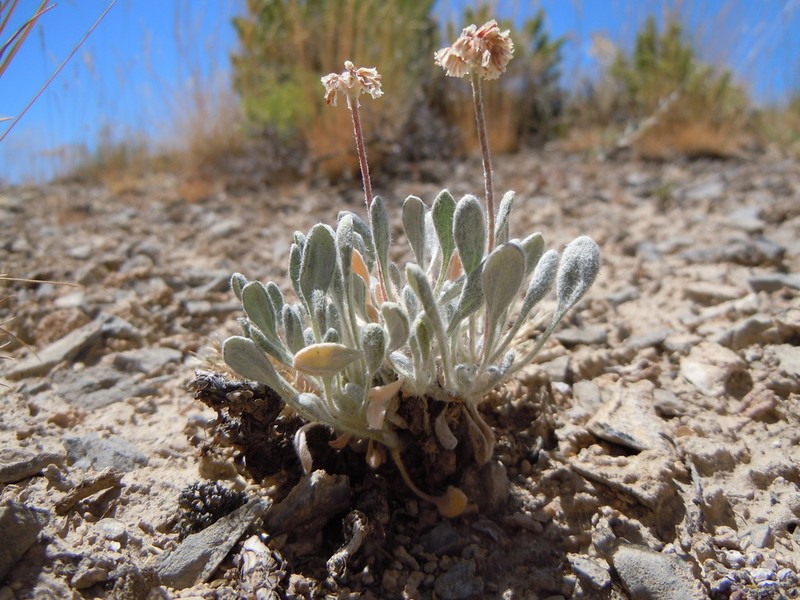 Imperfect Buckwheat