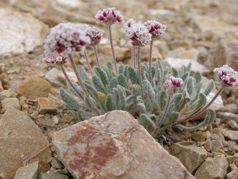 Imperfect Buckwheat photo 2