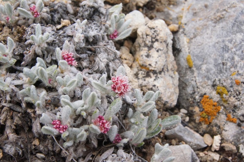Imperfect Buckwheat photo 3