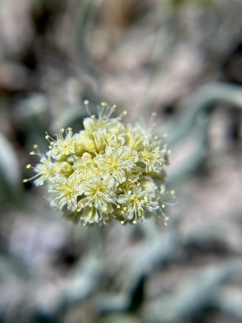 Imperfect Buckwheat photo 4