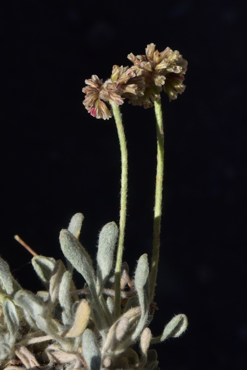 Imperfect Buckwheat photo 5