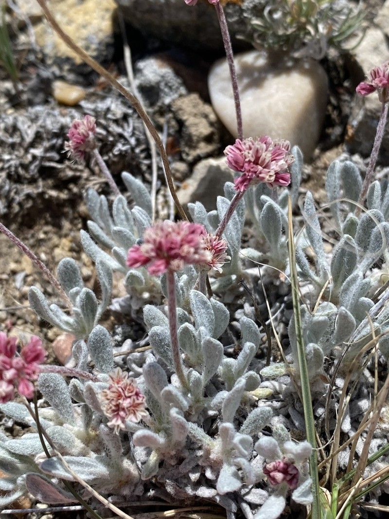 Imperfect Buckwheat photo 6