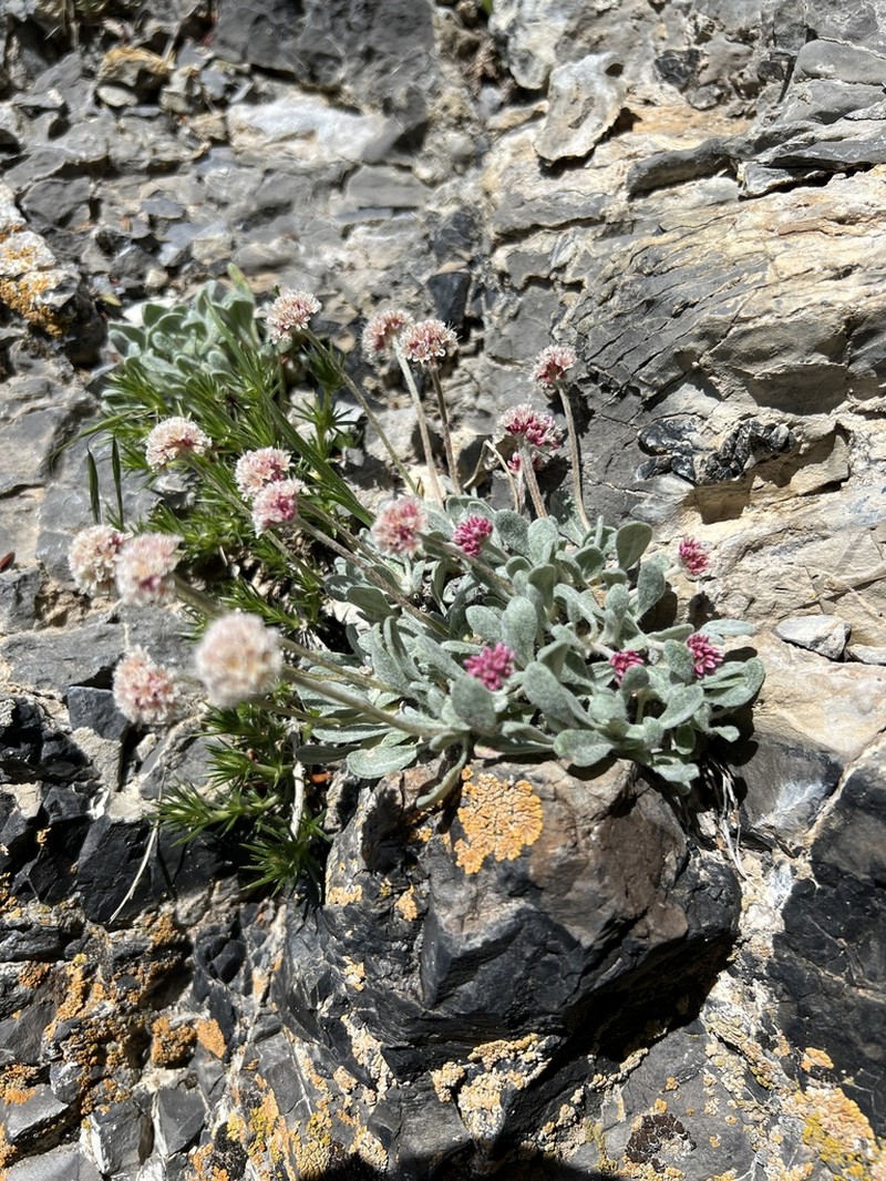 Imperfect Buckwheat photo 7