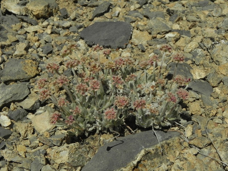 Imperfect Buckwheat photo 8
