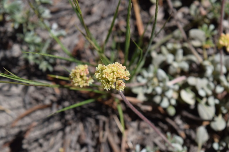 Marumleaf Buckwheat