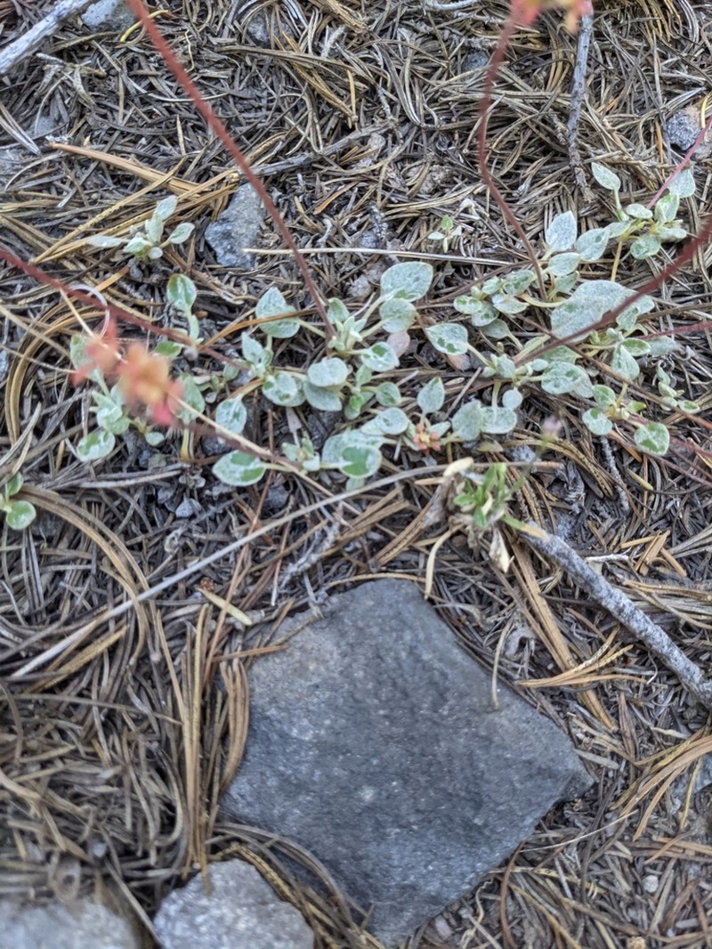 Marumleaf Buckwheat photo 2