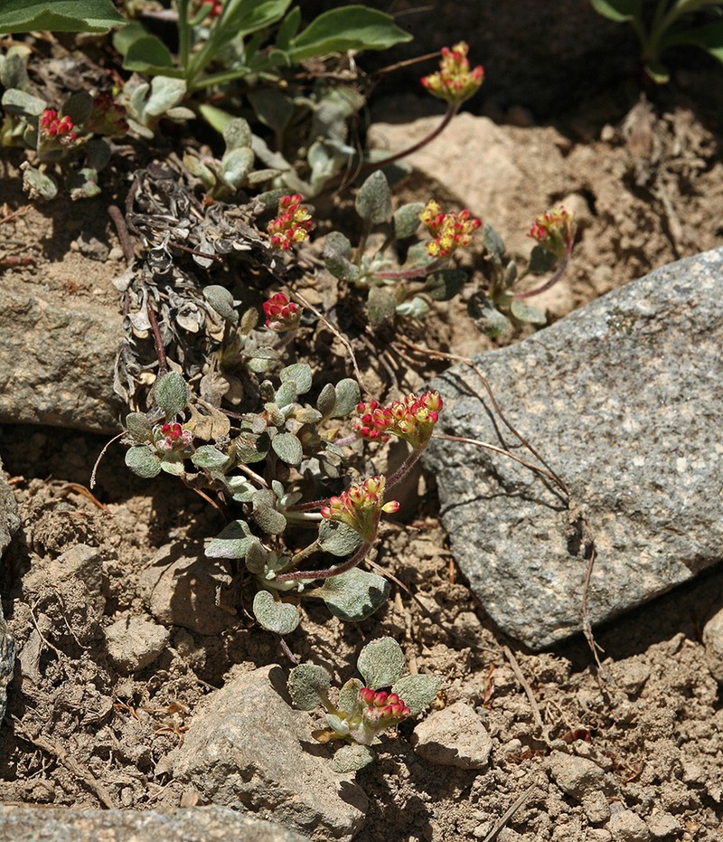 Marumleaf Buckwheat photo 3