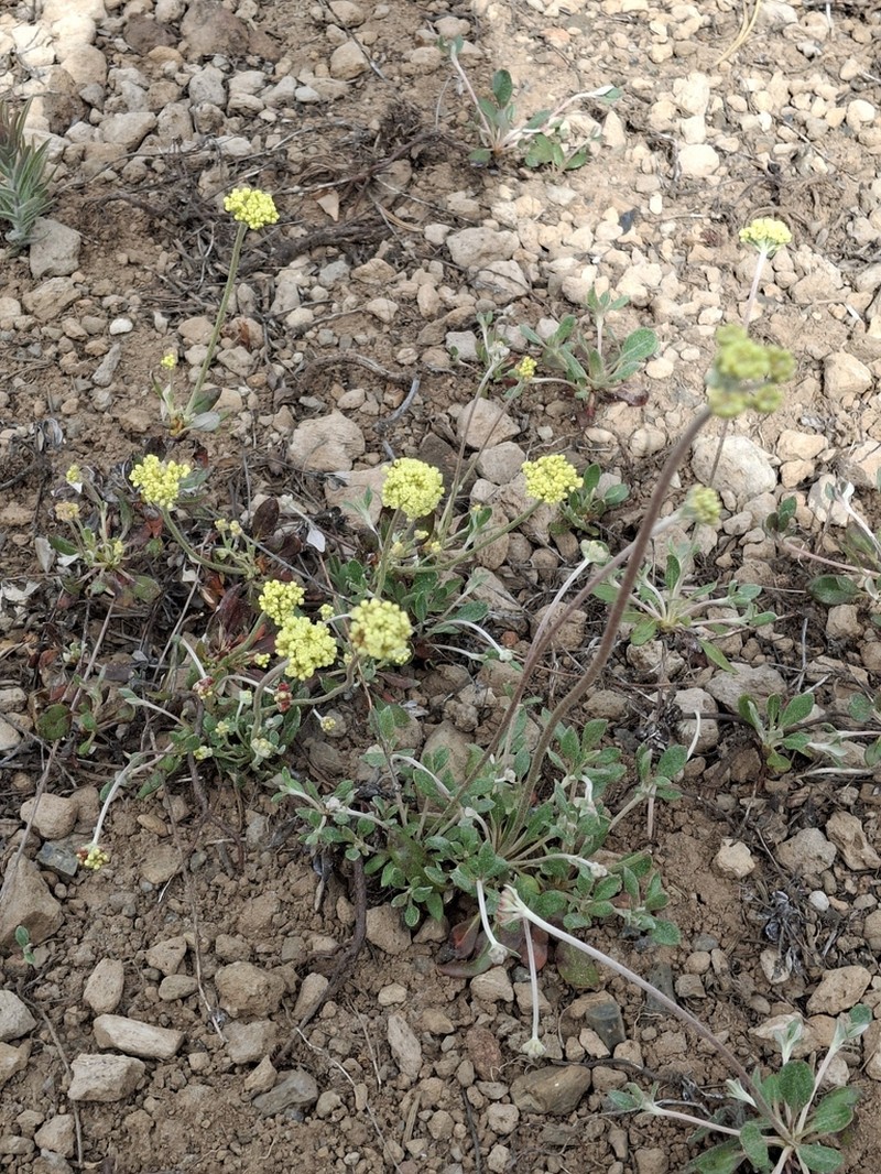 Marumleaf Buckwheat photo 4