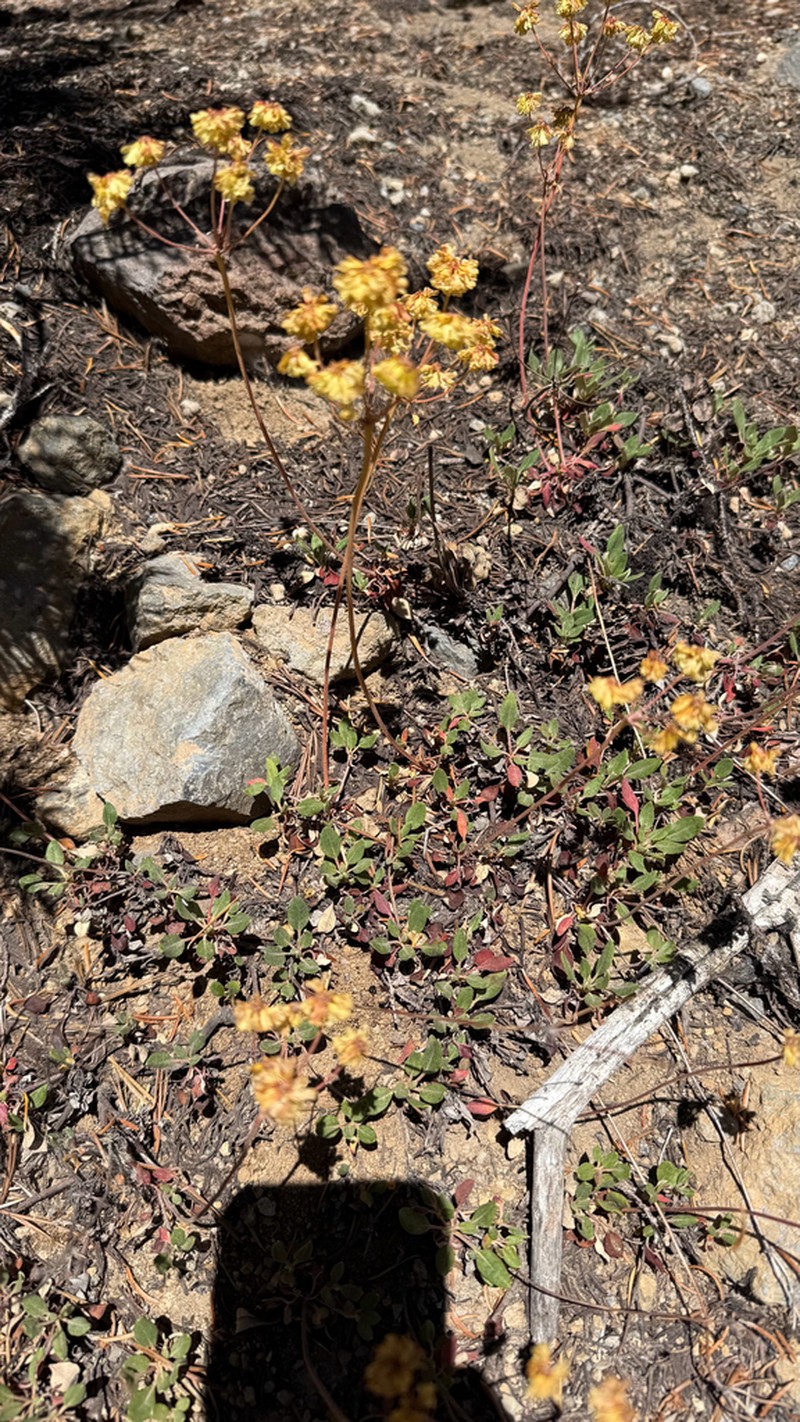 Marumleaf Buckwheat photo 5