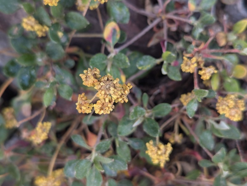 Marumleaf Buckwheat photo 6