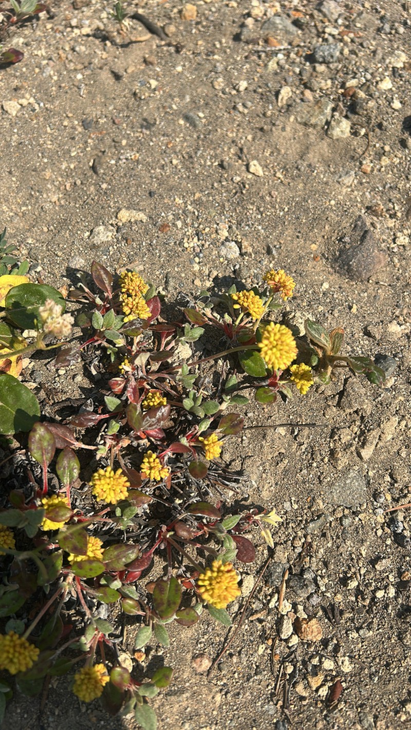 Marumleaf Buckwheat photo 7