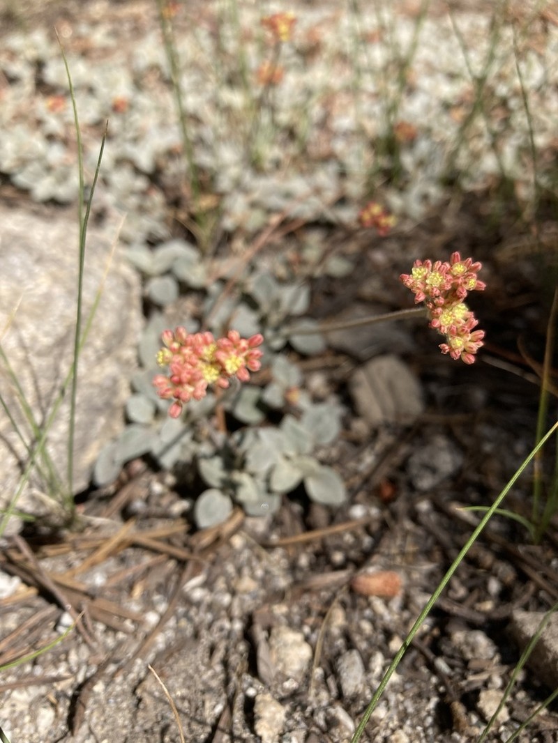 Marumleaf Buckwheat photo 8