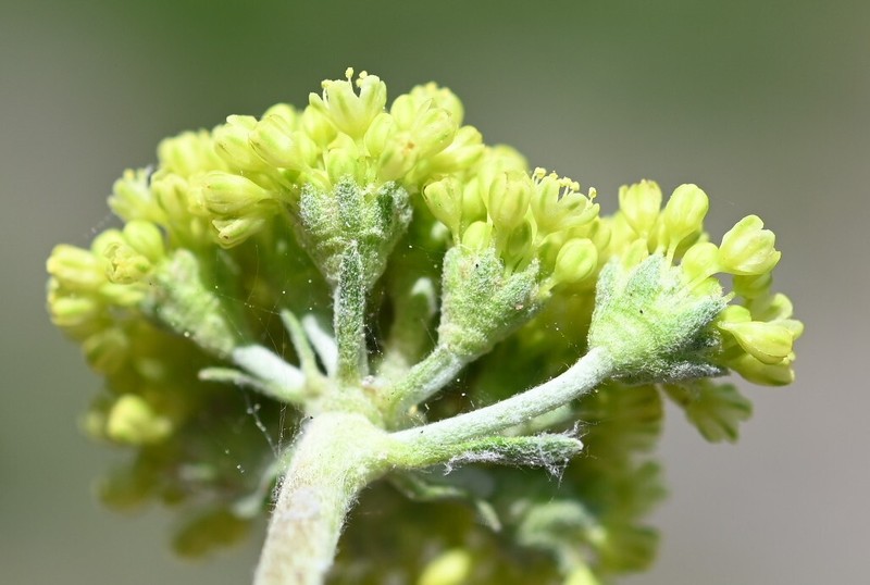 Eriogonum marifolium var. cupulatum photo 3