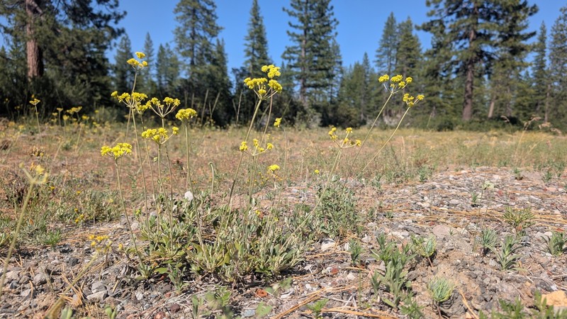 Eriogonum marifolium var. cupulatum photo 4