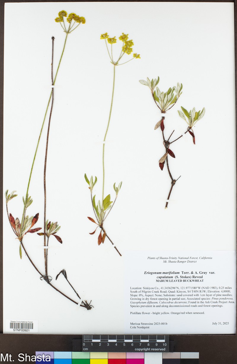 Eriogonum marifolium var. cupulatum