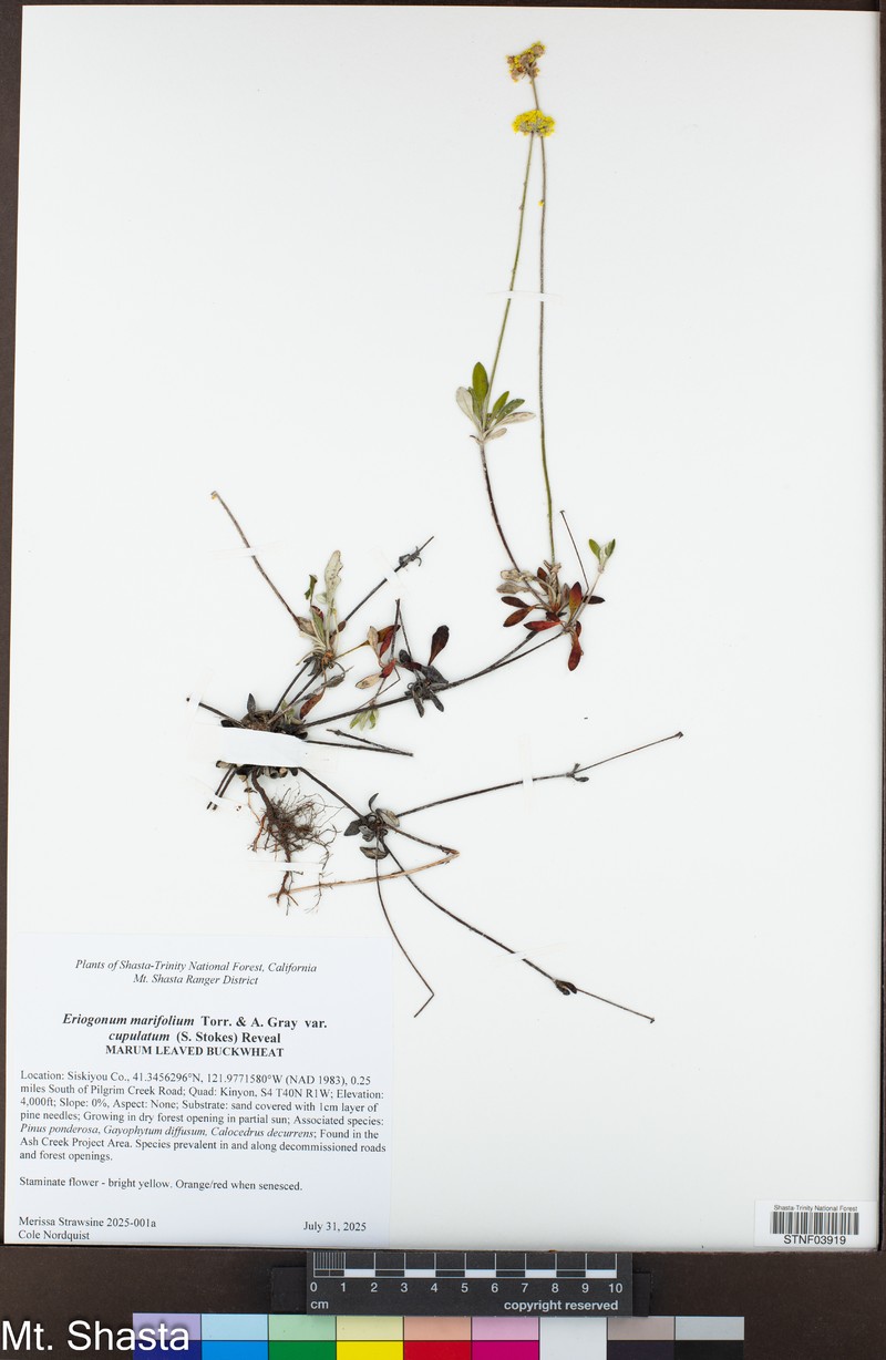 Eriogonum marifolium var. cupulatum photo 2