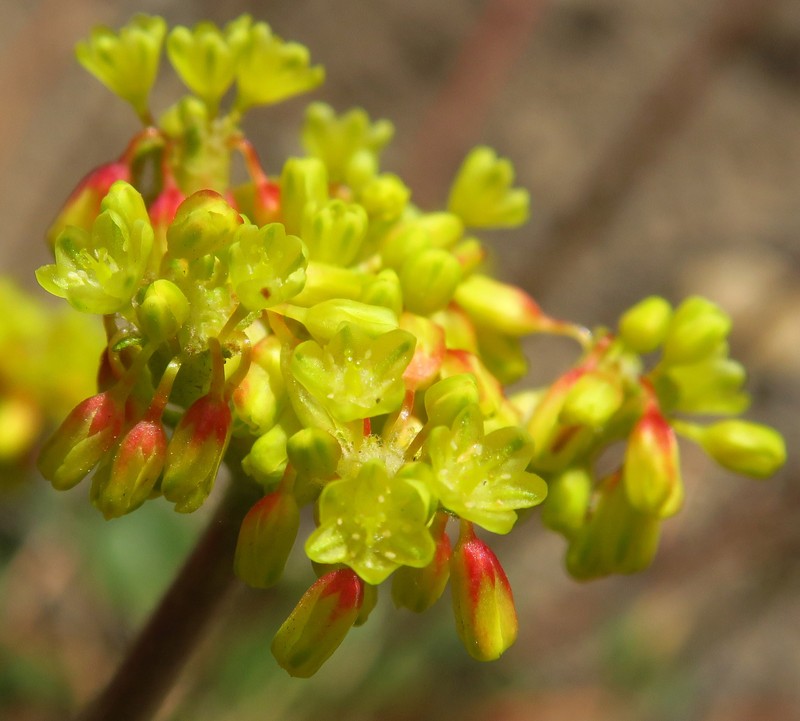 Eriogonum marifolium var. marifolium photo 2