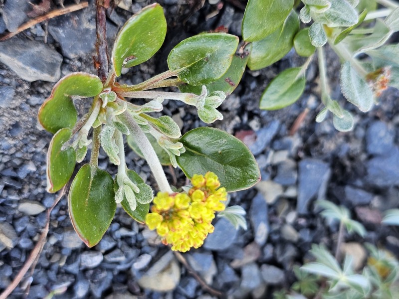Eriogonum marifolium var. marifolium photo 3