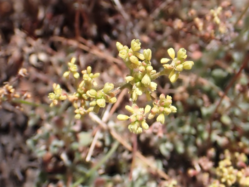 Eriogonum marifolium var. marifolium photo 4