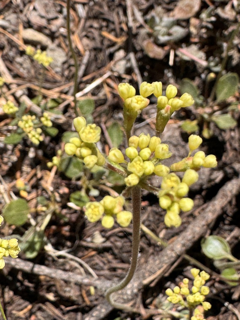 Eriogonum marifolium var. marifolium photo 5