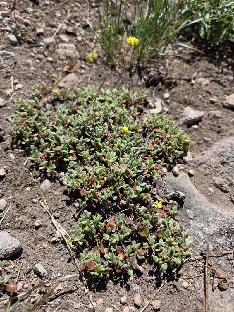 Eriogonum marifolium var. marifolium photo 6