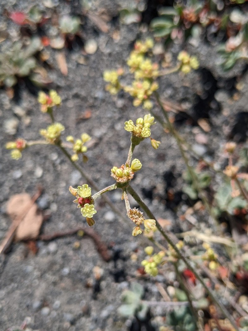 Eriogonum marifolium var. marifolium photo 7