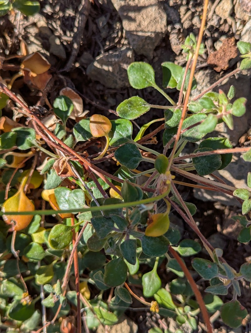 Eriogonum marifolium var. marifolium photo 8
