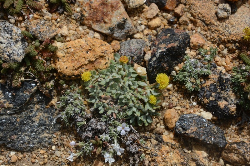 Bridle Buckwheat
