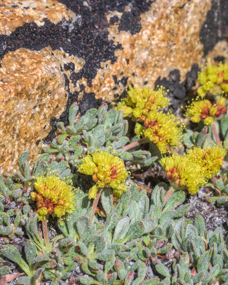 Bridle Buckwheat photo 3